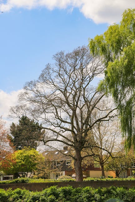 A large deciduous tree with a broad, spreading canopy and numerous intricate, leafless branches dominates the garden scene, indicating early spring or late autumn. Surrounding shrubs and smaller trees